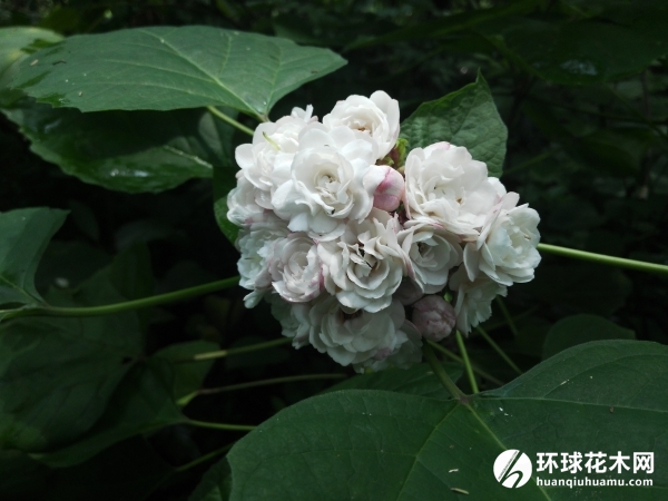 重瓣臭茉莉、大髻婆、臭牡丹、菲律宾常山