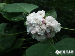 重瓣臭茉莉