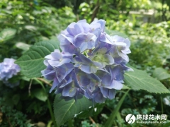 草绣球