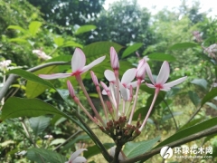 红花蕊木