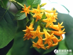 黄花夜香树