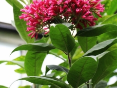 紫花夜香树