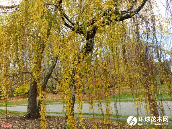 杨氏垂枝桦