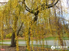杨氏垂枝桦
