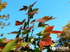 苹婆槭