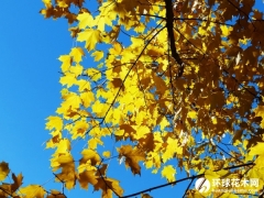 佛罗里达糖槭