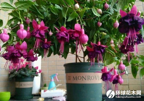 灯笼花、深红树萝卜