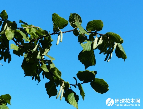 欧榛、欧洲榛、欧洲榛子