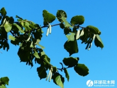 欧榛