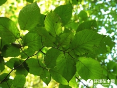 华榛