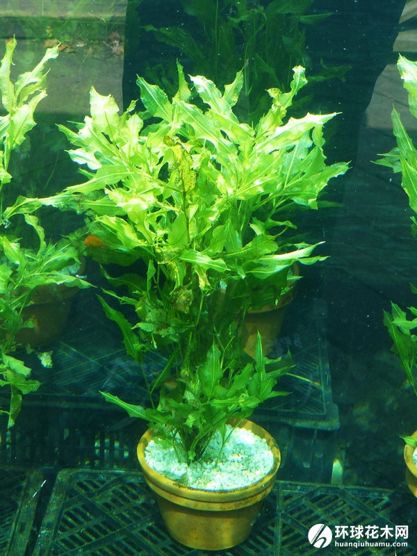 光叶眼子菜