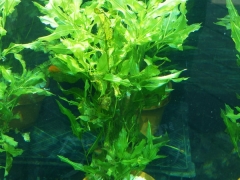 光叶眼子菜