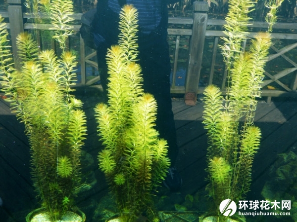 狐尾藻、轮叶狐尾藻、布拉狐尾、粉绿狐尾藻、凤凰草