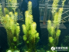 狐尾藻