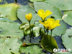 荇菜