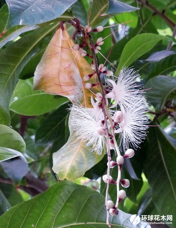 大果玉蕊