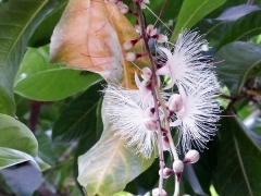 大果玉蕊