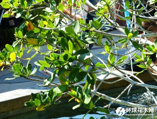美洲红树、红树