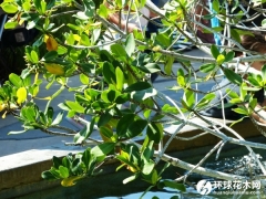 美洲红树