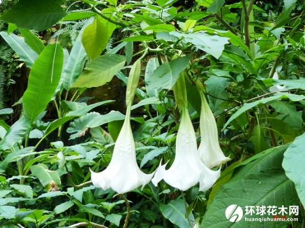 白花曼陀、白曼陀罗、洋金花、曼陀罗