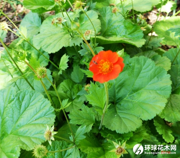 红花路边青