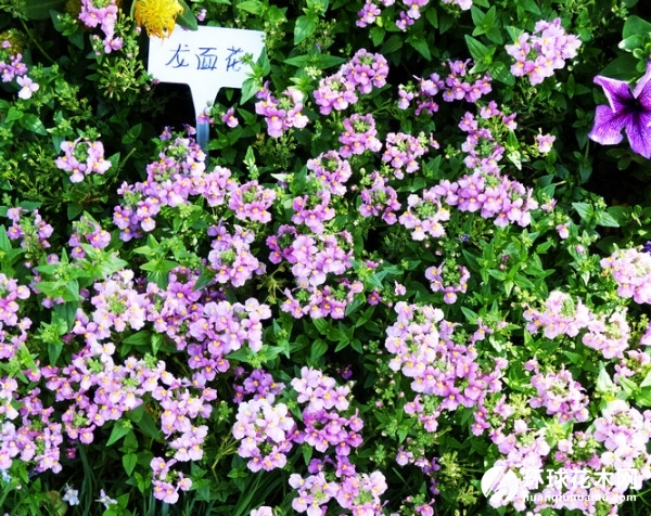 龙面花、耐美西亚、囊距花、爱蜜西
