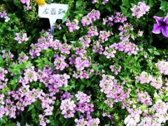 龙面花
