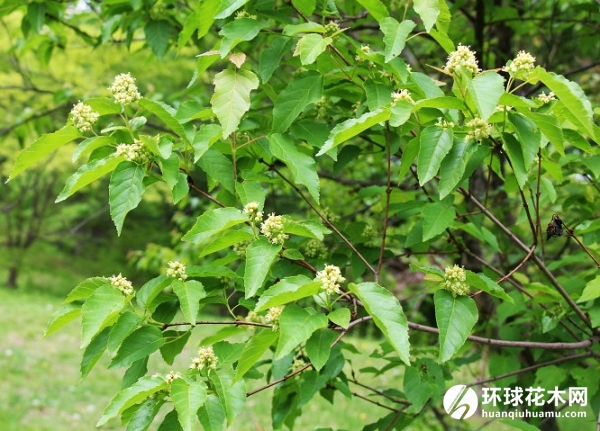 桦叶毛叶槭