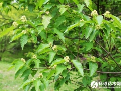 桦叶毛叶槭