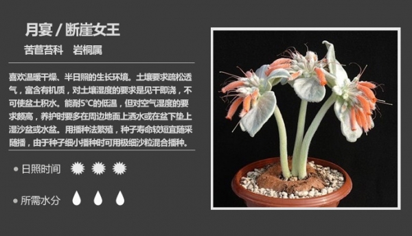月宴、断崖女王、巴西薄雪草、月之宴、红花断崖
