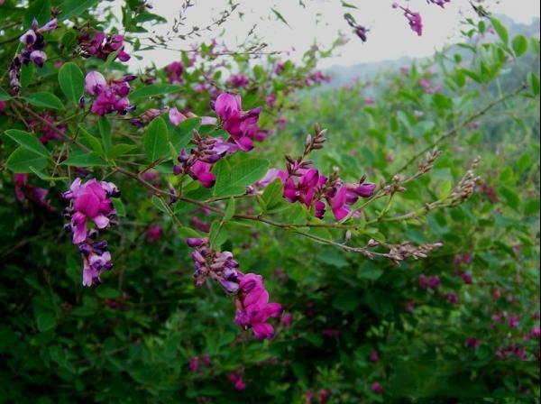 胡枝子萩、胡枝条、扫皮、随军茶