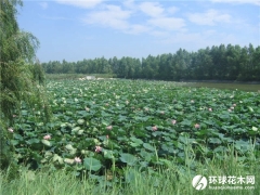 黑龙江大庆莲花湖湿地公园