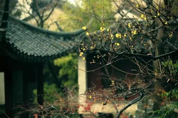 古典园林里的花