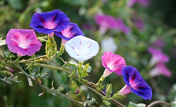 牵牛、喇叭花、牵牛花、朝颜、碗公花、勒娘子、筋角拉子