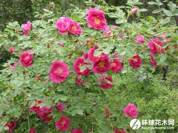 苦水玫瑰