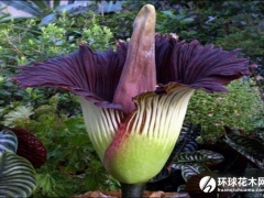尸香魔芋