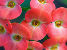 红花虎刺梅