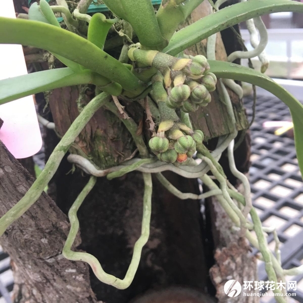 盆距兰
