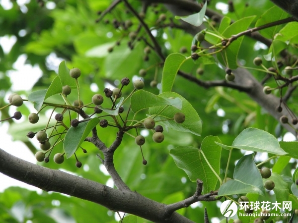 彩叶豆梨