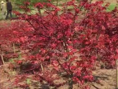 日本红枫,浙江3-5公分日本红枫