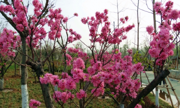 菊花碧桃
