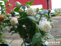 虎头茉莉