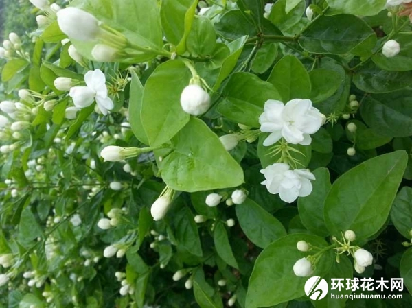 双瓣茉莉
