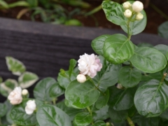 宝珠茉莉