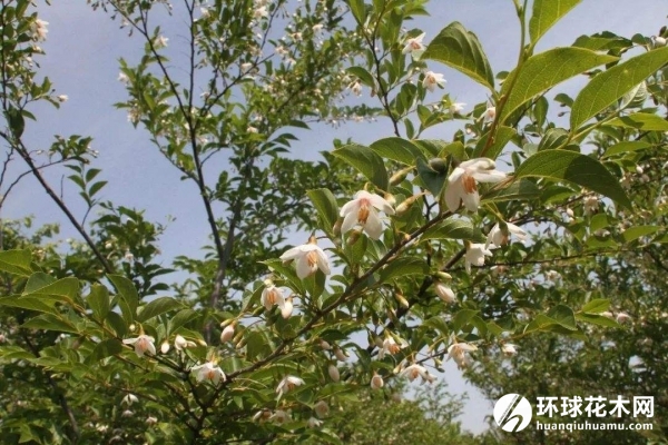 白云树、玉铃花