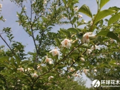 玉铃花