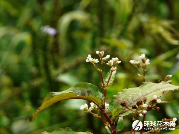 赤胫散、土竭力、花蝴蝶、花脸荞、荞子连