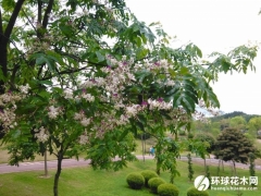 仪花
