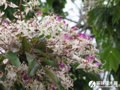 短萼仪花