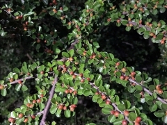 平枝栒子